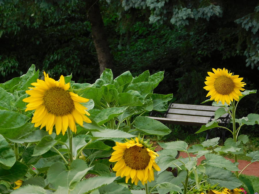 Sunflowers Photograph by Catherine Gagne