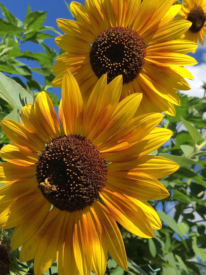 Sunflowers Photograph by Daniele Smith