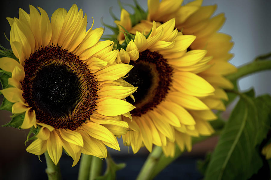 Sunflowers Photograph by Debra Kewley