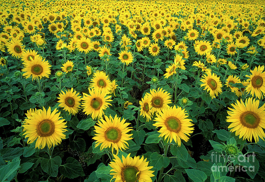 Sunflowers Photograph by Dr Keith Wheeler/science Photo Library