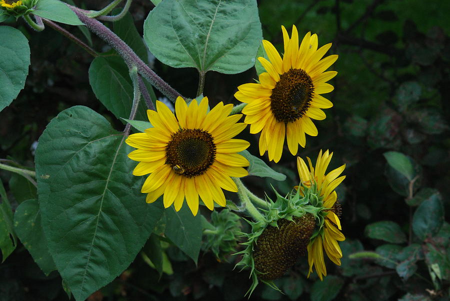 Sunflowers Photograph by Ee Photography