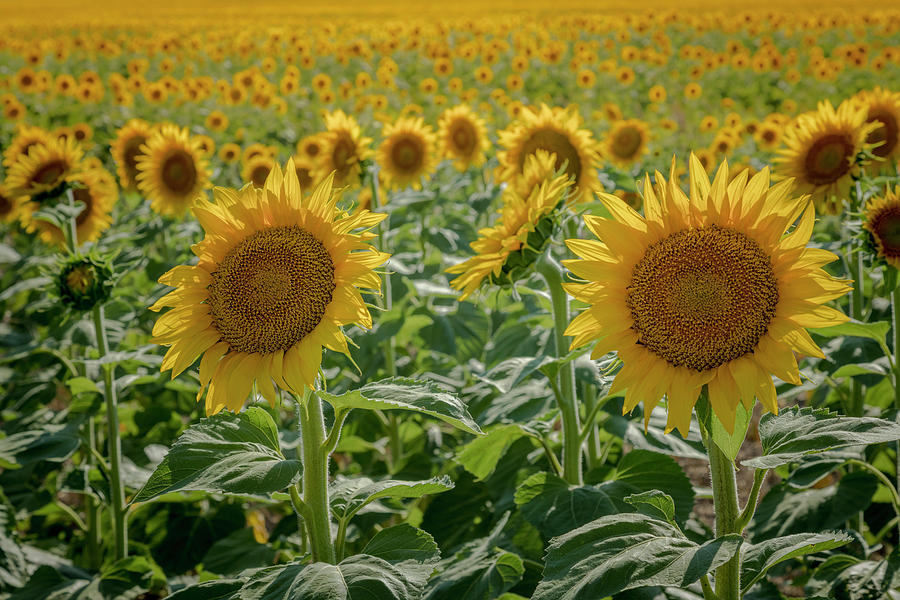 Sunflowers Everywhere Photograph by Teri Virbickis