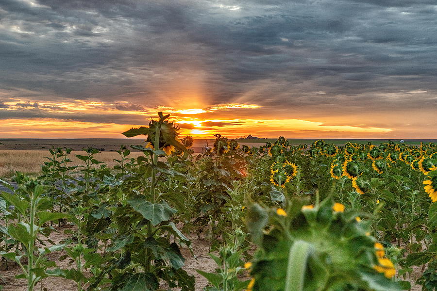 Sunflowers Face The Sunrise Photograph by Tony Hake