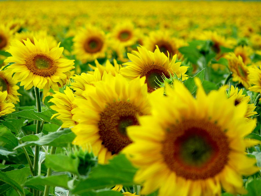 Sunflowers Field Photograph by By Carlos Ernesto Luna-cor-arg