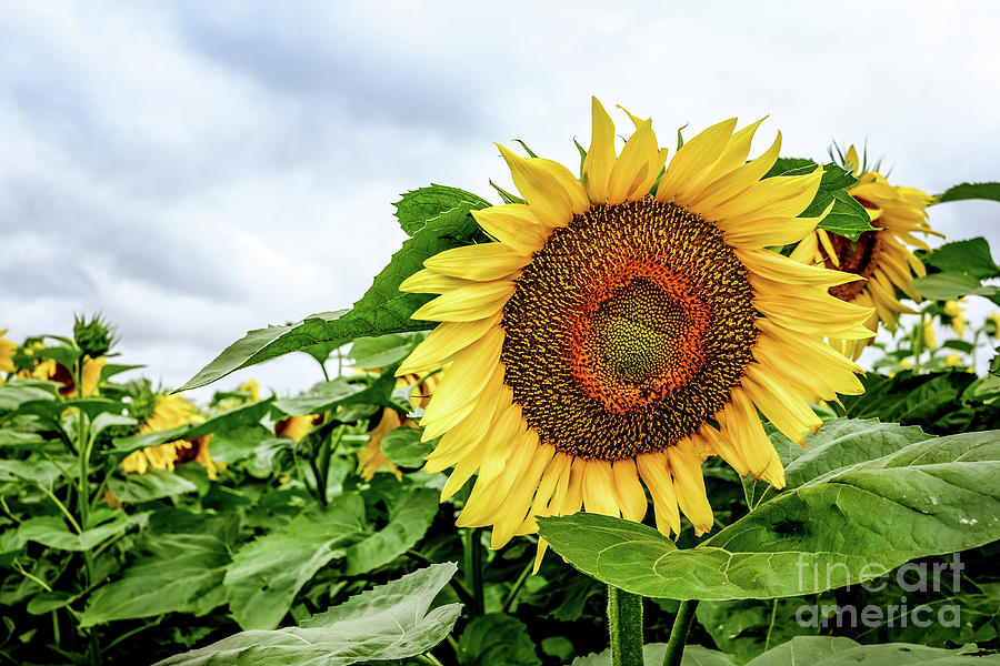 Sunflower Photograph - Sunflowers field by Iryna Liveoak
