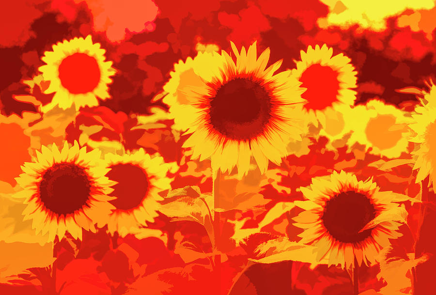 Sunflowers Field Of Fire Photograph