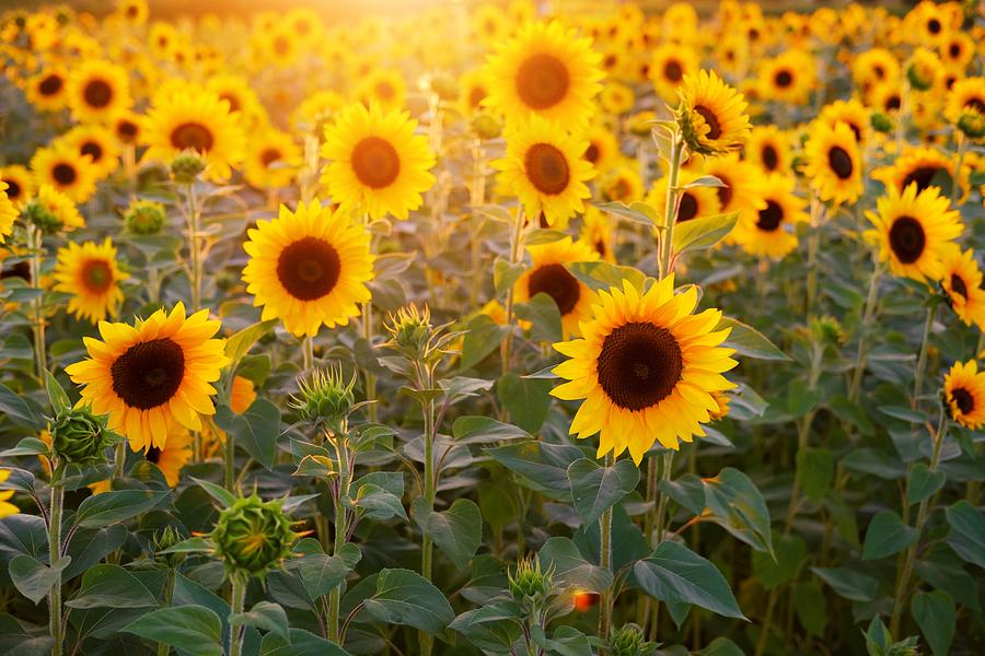 Sunflowers field Photograph by Top Wallpapers