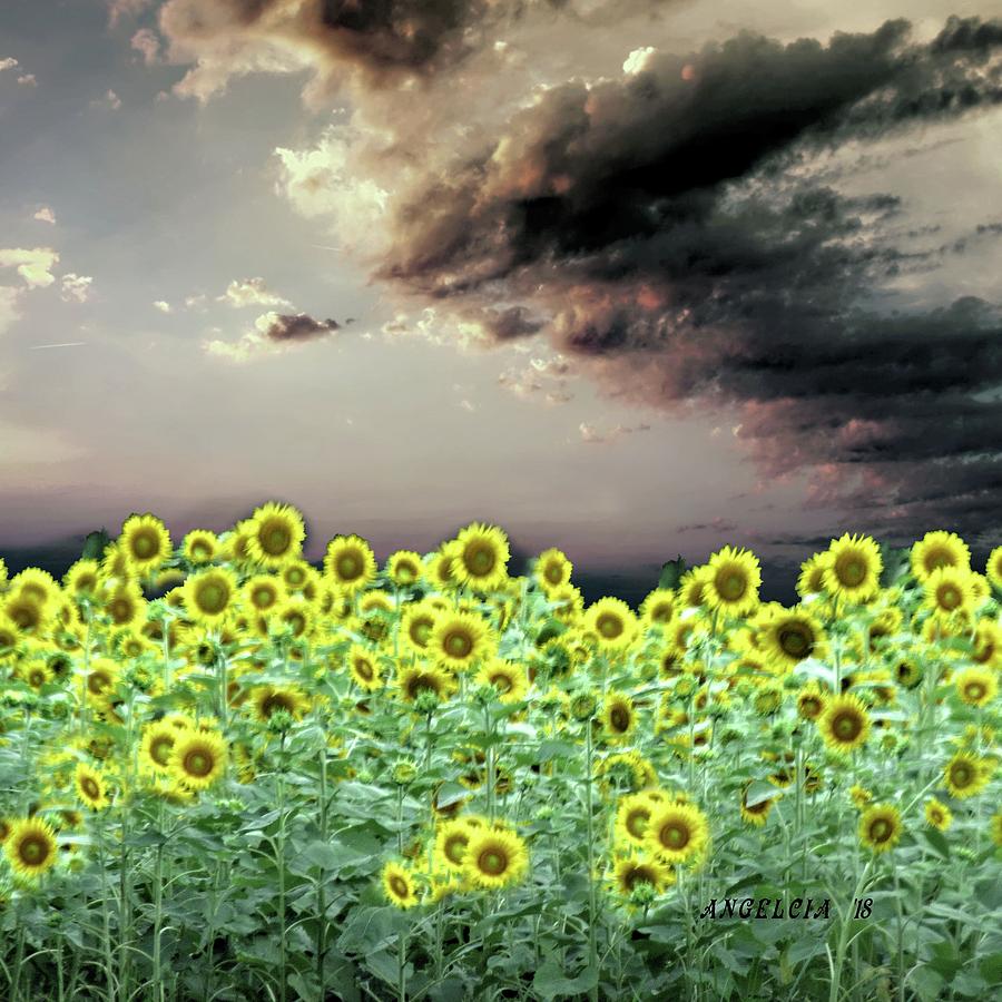 Sunflowers Fields of Windsor Castle Photograph by Angelcia Wright Fine Art America