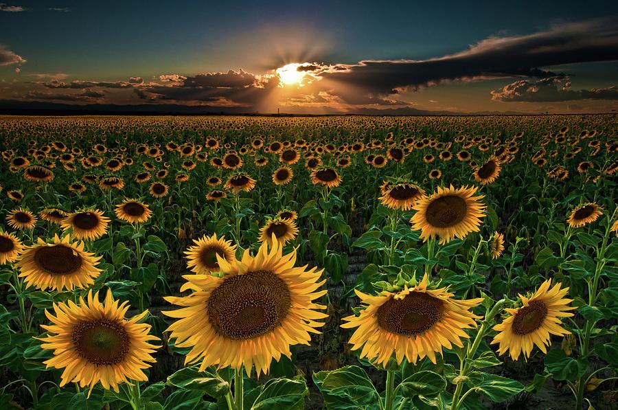 Sunflowers Forever Photograph by Mike Berenson / Colorado Captures