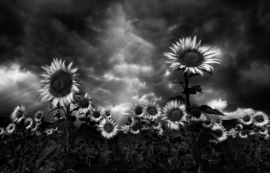 Flower Photograph - Sunflowers by Fran Osuna