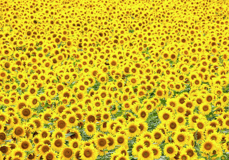 Sunflowers Galore Photograph by Denise Bush
