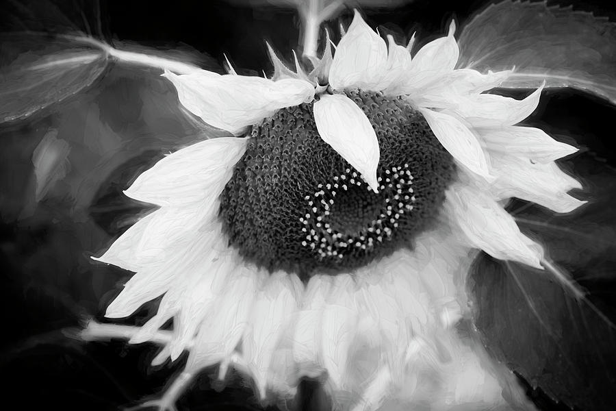 Sunflowers  Helianthus 036 Photograph by Rich Franco