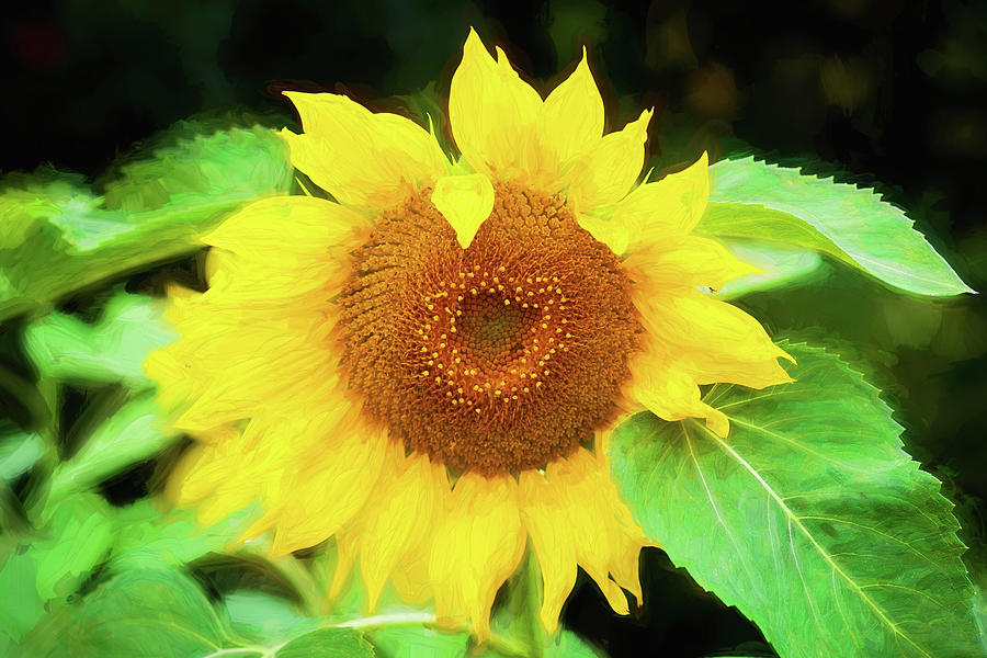 Sunflowers  Helianthus 050 Photograph by Rich Franco