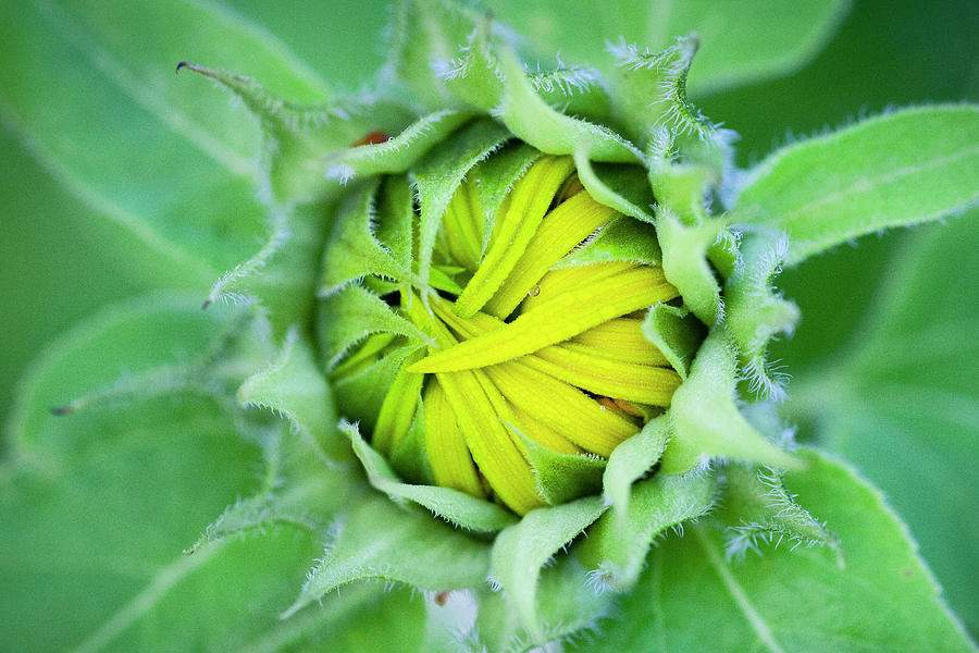 Sunflowers  Helianthus 082 Photograph by Rich Franco