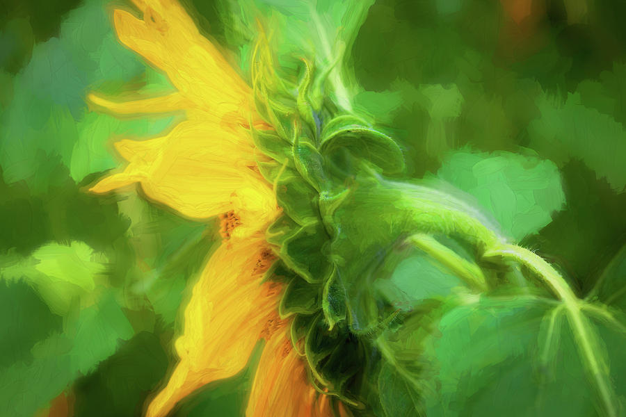 Sunflowers  Helianthus 144 Photograph by Rich Franco