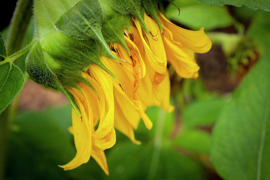 Sunflowers  Helianthus 145 Photograph by Rich Franco