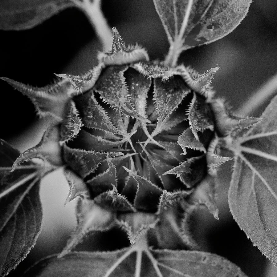 Sunflowers  Helianthus BW 301 Photograph by Rich Franco