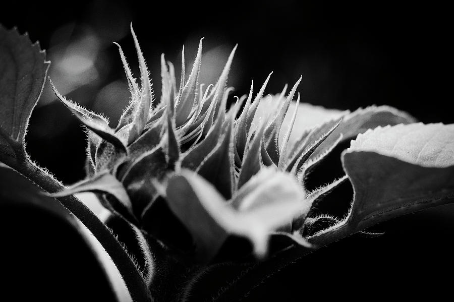 Sunflowers  Helianthus BW 302 Photograph by Rich Franco