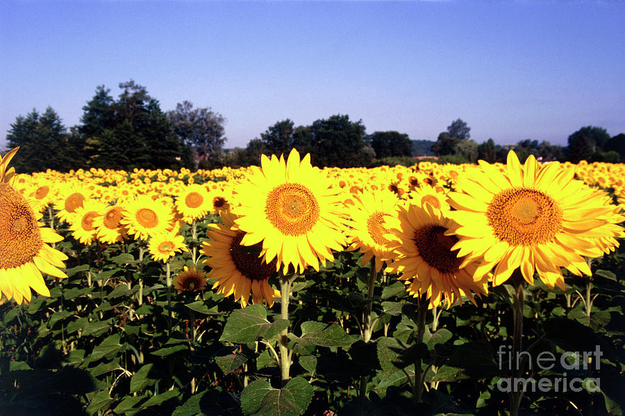 Sunflowers In A Field Photograph by Catherine Lewis/science Photo ...