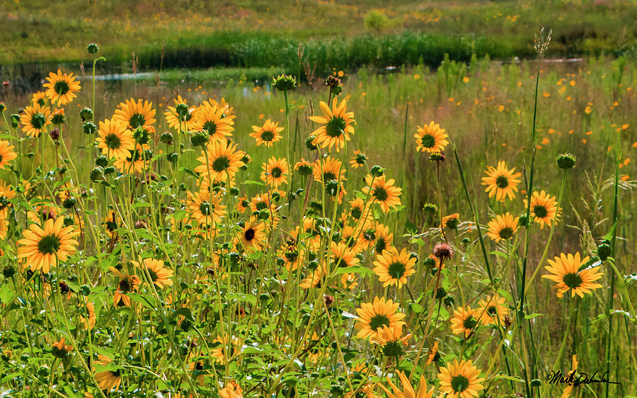 Sunflowers in a Pasture Photograph by Mark Dahmke