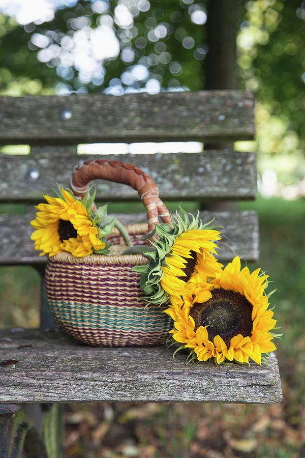 Sunflowers In Basket With Handle On Weathered Wooden Bench Outdoors Photograph by Syl Loves
