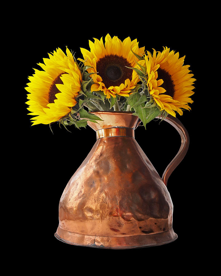 Sunflowers In Copper Pitcher On Black Photograph by Gill Billington