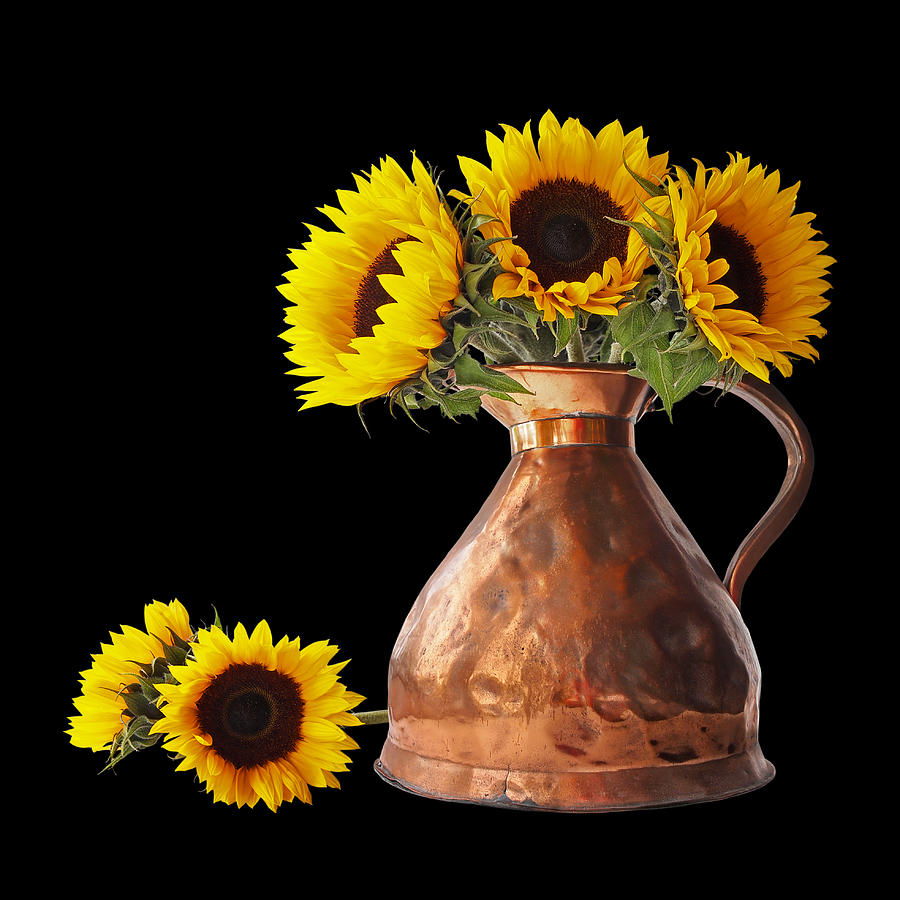 Sunflowers in Copper Pitcher On Black Square Photograph by Gill Billington