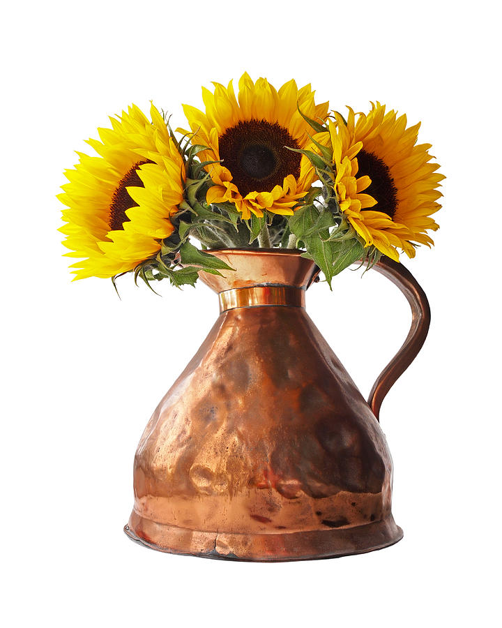Sunflowers In Copper Pitcher On White Photograph by Gill Billington