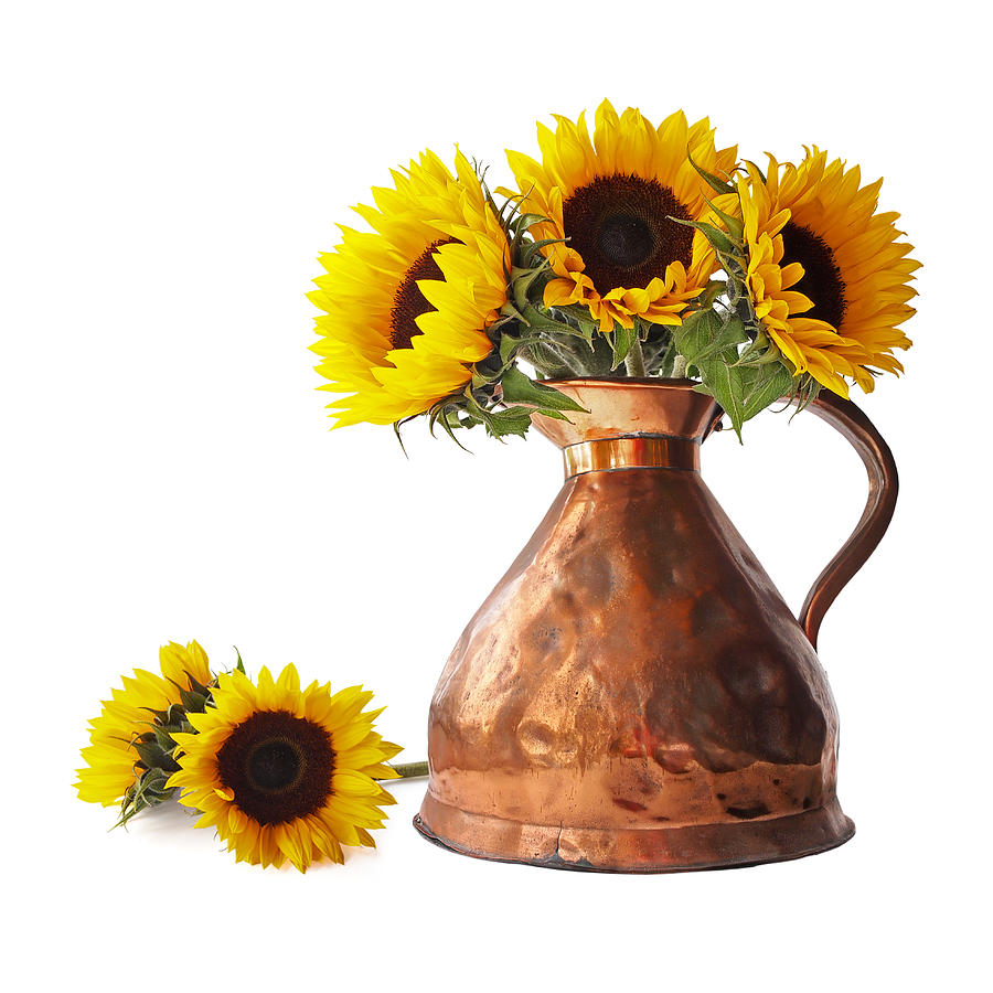 Sunflowers in Copper Pitcher On White Square Photograph by Gill Billington
