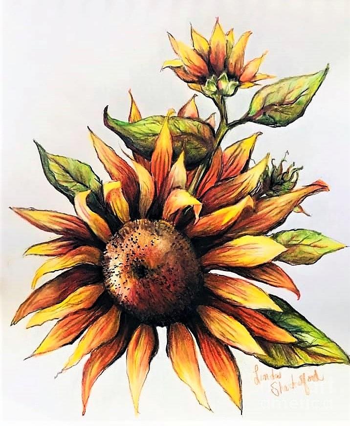 SUNFLOWERS in FALL  Painting by Linda Shackelford