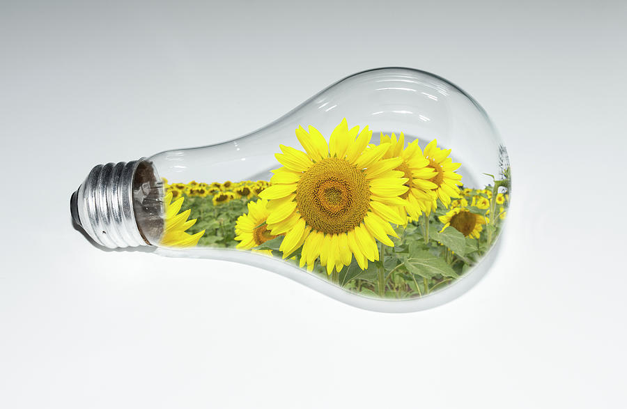 Sunflowers in Light Bulb Photograph by Deborah Ritch