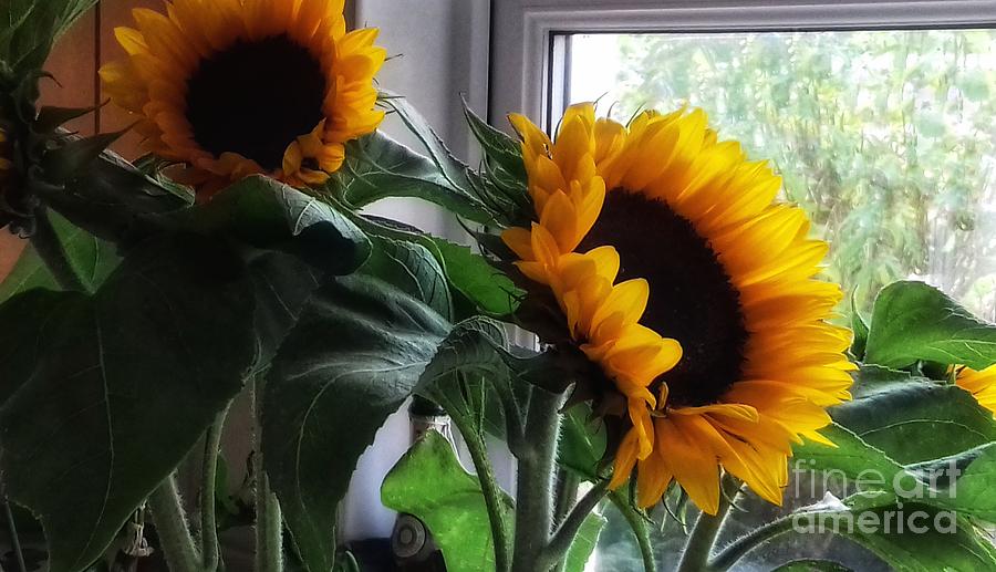 Sunflowers in my Garden Window 6 Photograph by Joan-Violet Stretch