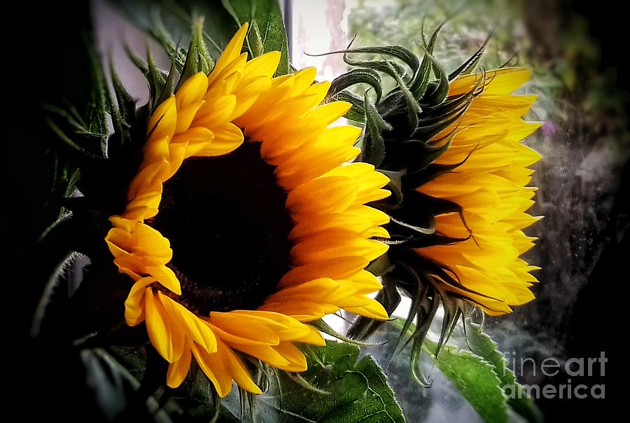 Sunflowers In My Garden Window 5 Photograph