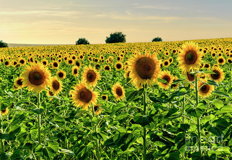 Sunflowers in Portugal Photograph by Mikehoward Photography