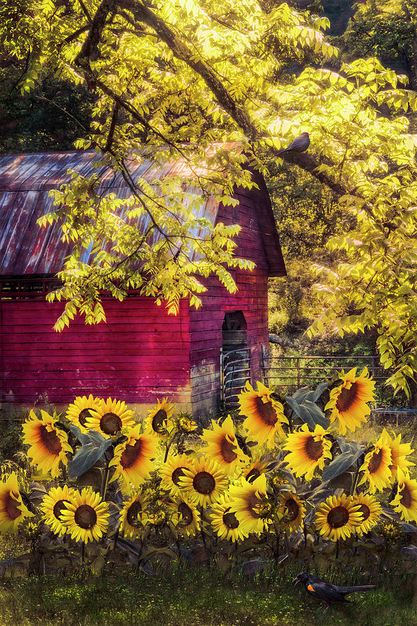 Sunflowers in the Autumn Garden Photograph by Debra and Dave Vanderlaan