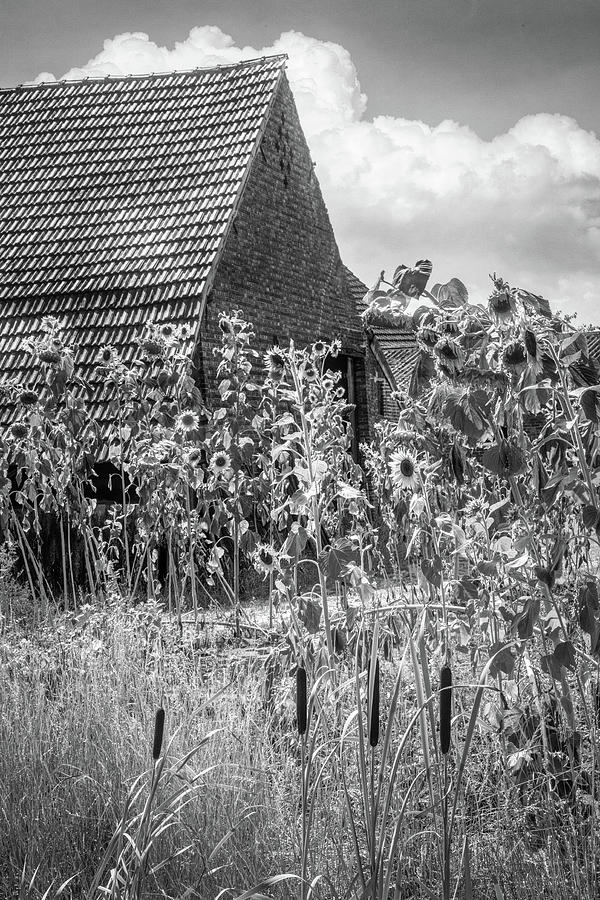 Sunflowers in the Countryside in Black and  White Photograph by Debra and Dave Vanderlaan