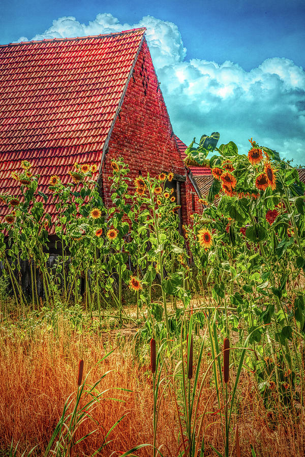 Sunflowers in the Countryside in HDR Detail Photograph by Debra and Dave Vanderlaan