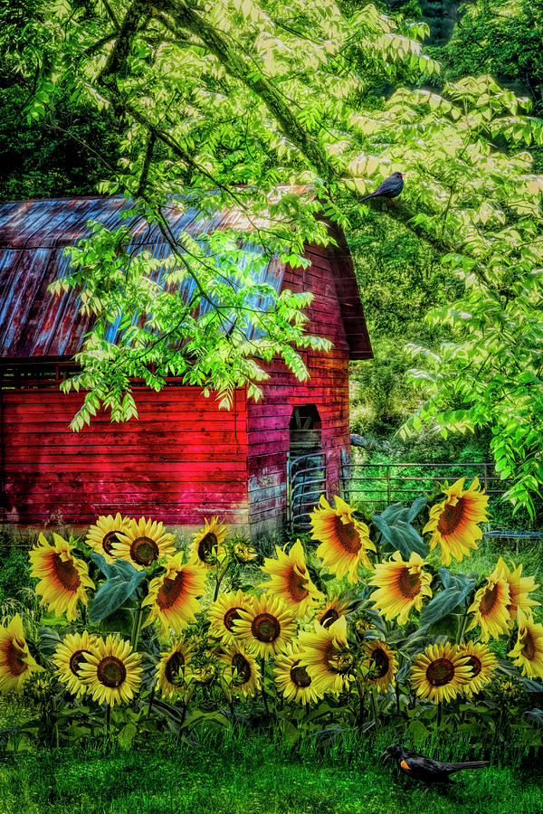 Sunflowers in the Garden Photograph by Debra and Dave Vanderlaan - Fine ...