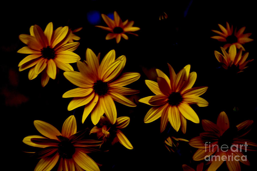 Sunflowers in the  Shadows Photograph by Debra Banks