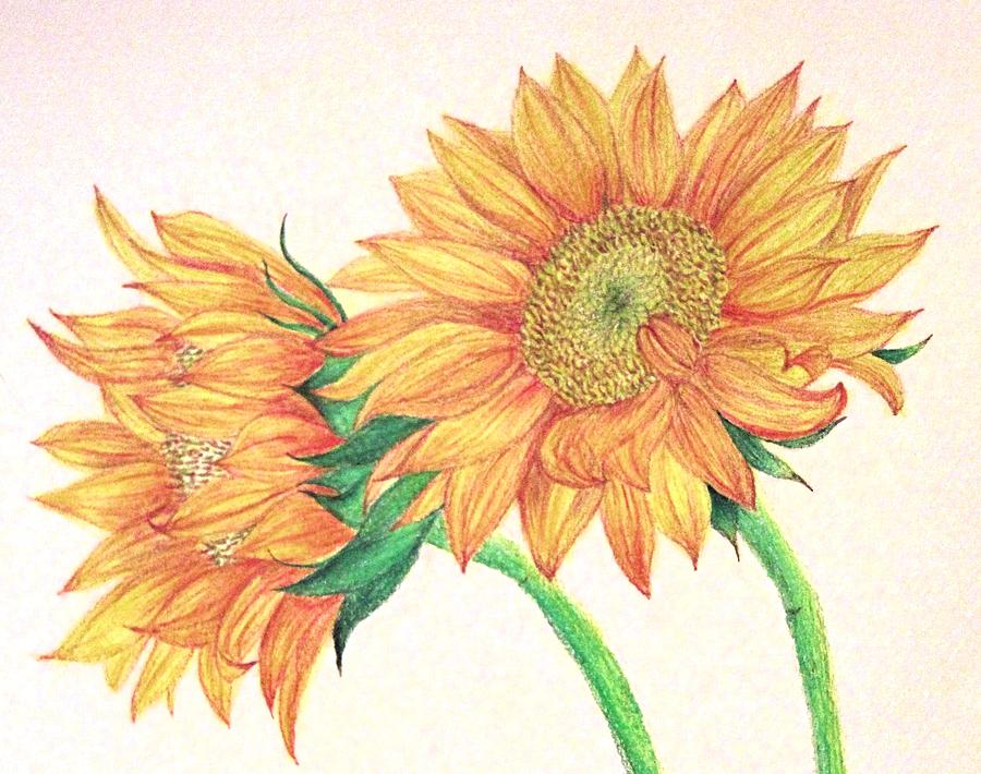 Featured image of post Sunflower Flower Drawing Images / Find &amp; download free graphic resources for sunflower.