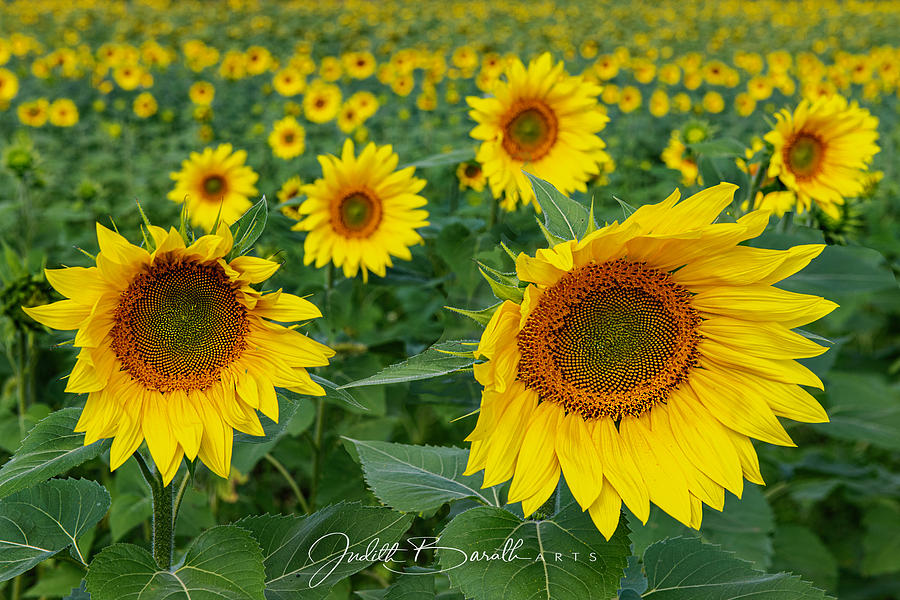 Sunflowers Photograph by Judith Barath