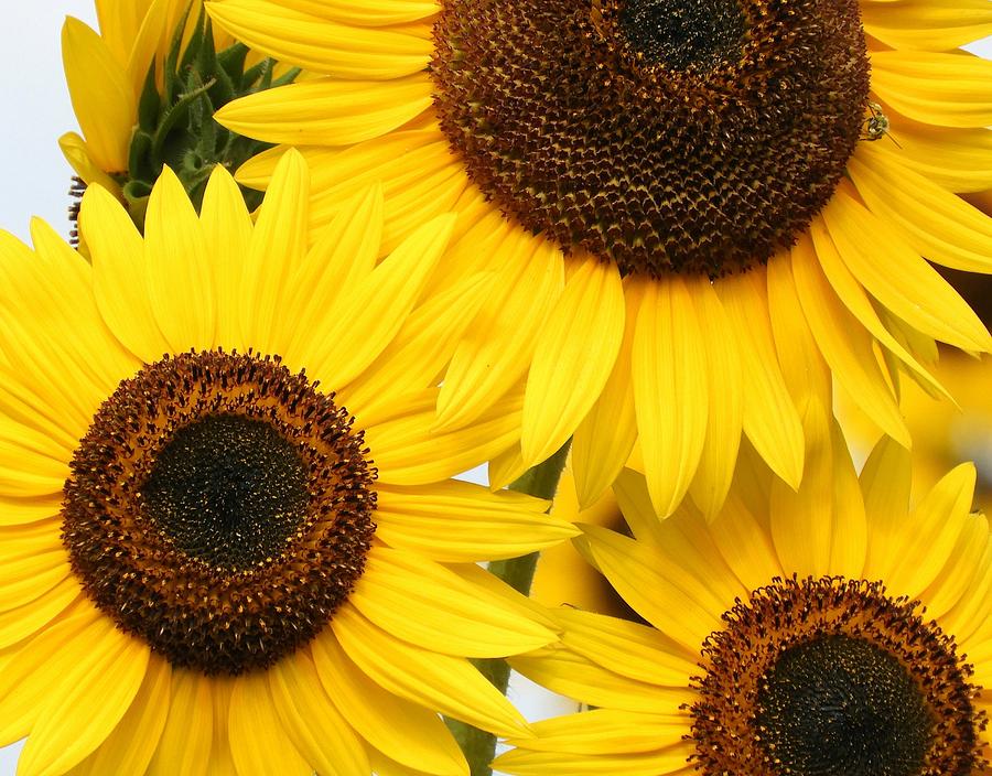 Sunflowers Photograph by Judy Genovese