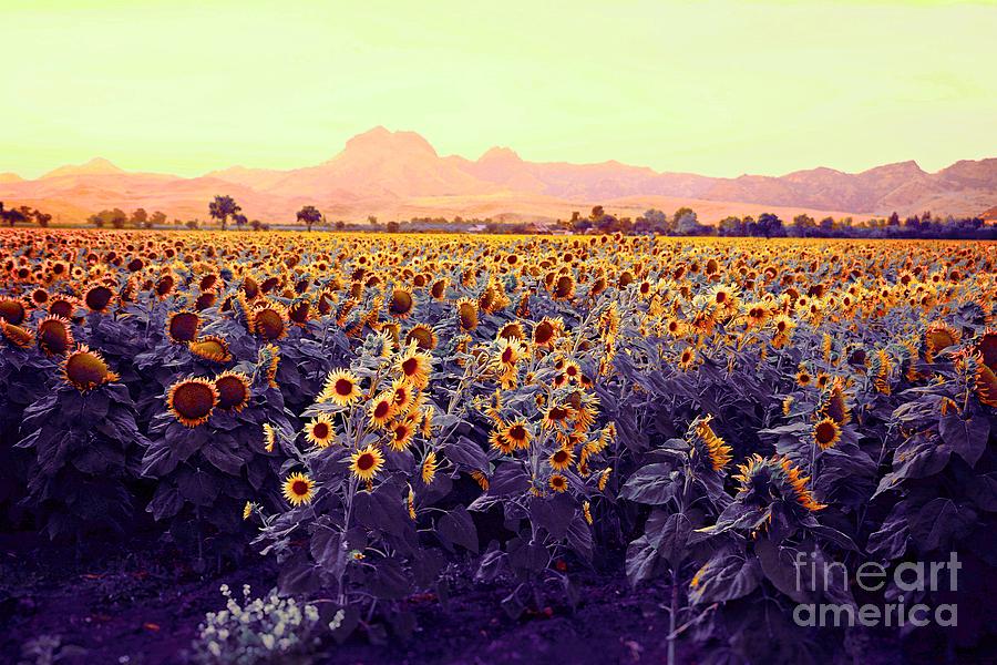 Sunflowers Photograph by Long Love Photography