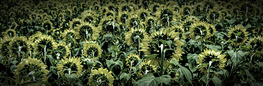 Sunflowers Looking Away Dark Photograph by Darryl Brooks