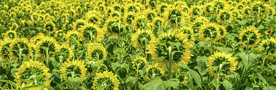 Sunflowers Looking Away Photograph by Darryl Brooks