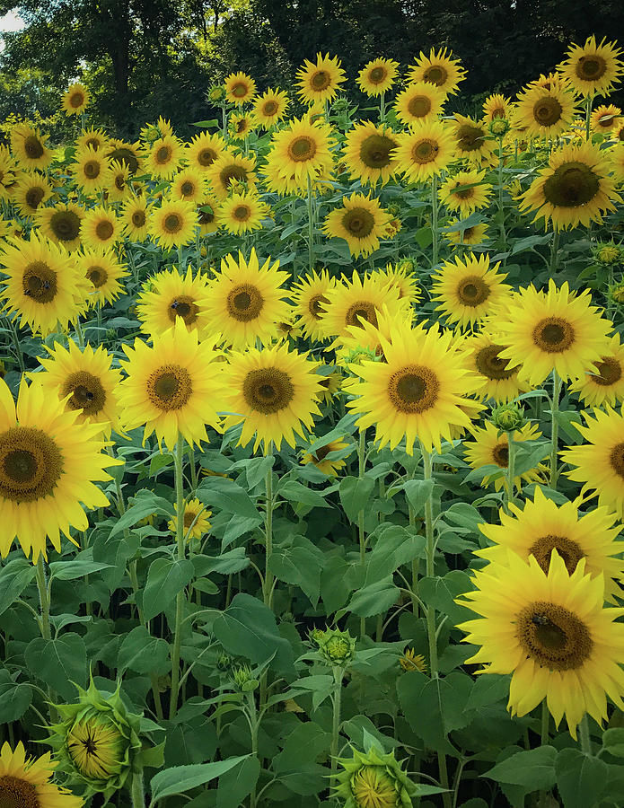 Sunflowers Photograph by Lora J Wilson