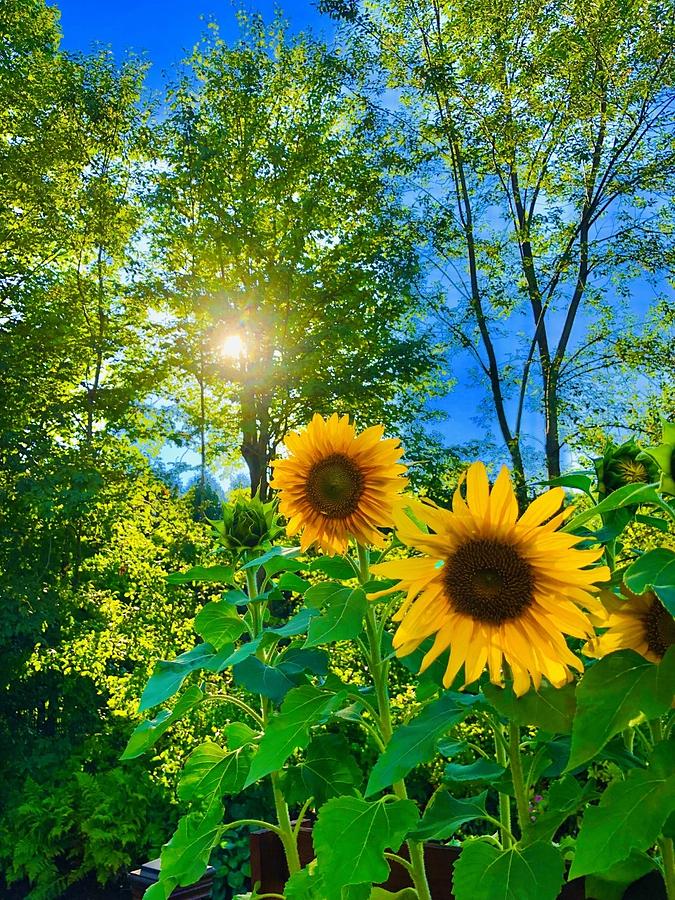 Sunflower Photograph - Sunflowers by Maz Ghani