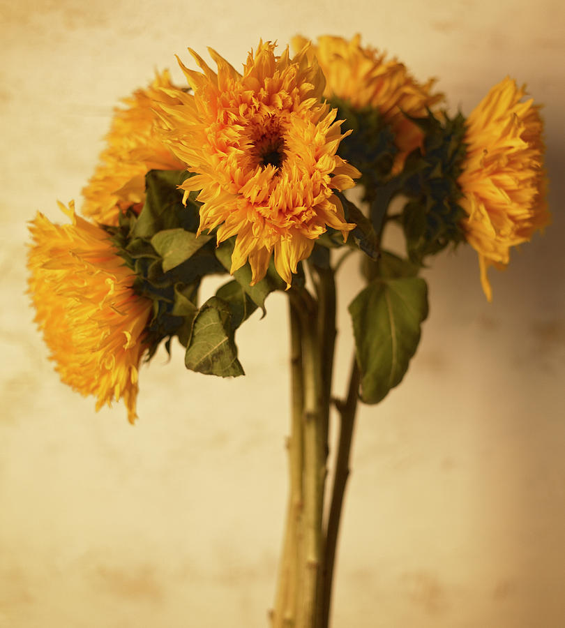 Sunflowers Photograph - Sunflowers by Michael Harrison