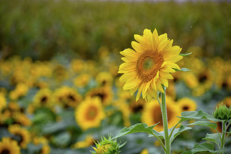 Sunflowers Photograph by Michelle Wittensoldner