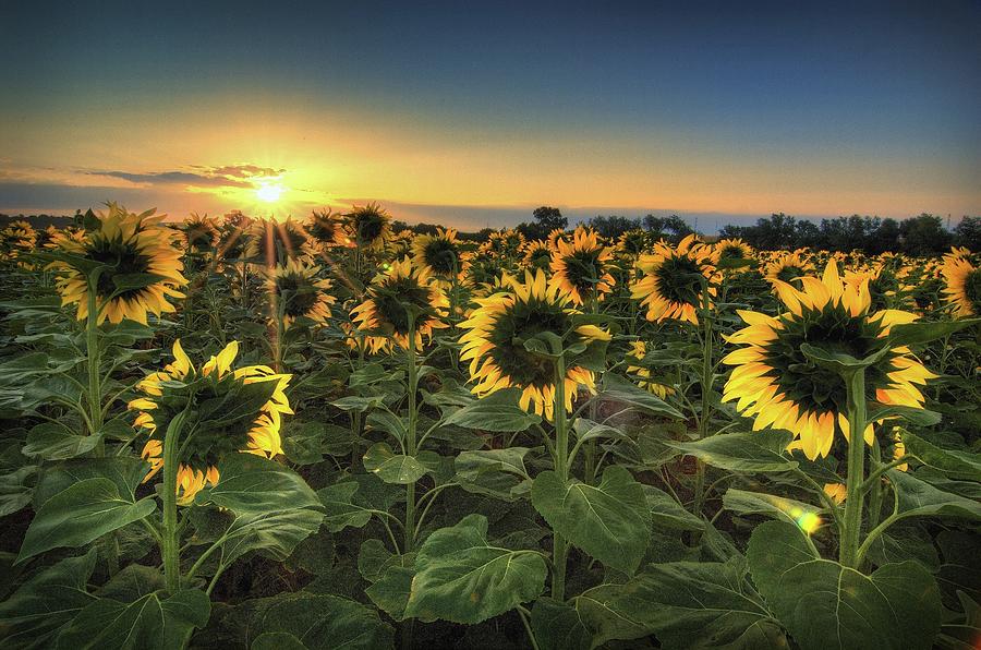 Sunflowers Photograph by Miguel out